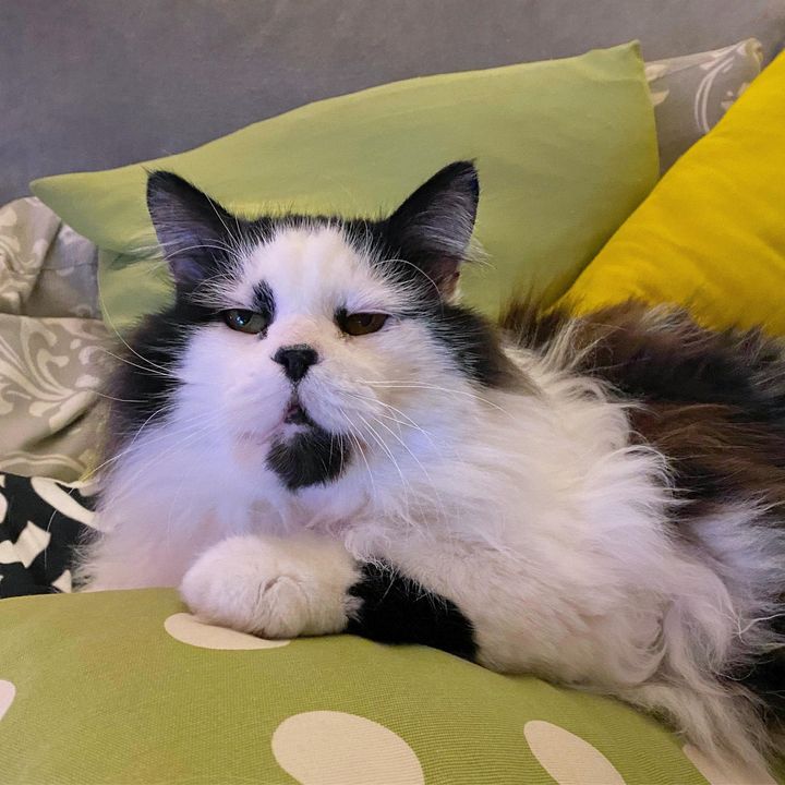 fluffy cat kocco