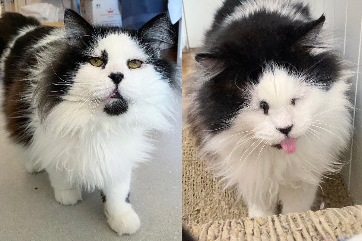 Cat Who was Left at a Farm, Begins to Bloom with a Warm Home, He Turns into the Sweetest Little Guy