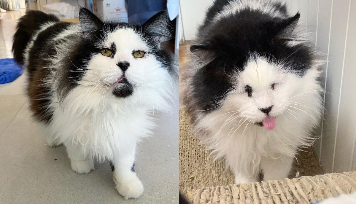 Cat Who was Left at a Farm, Begins to Bloom with a Warm Home, He Turns into the Sweetest Little Guy