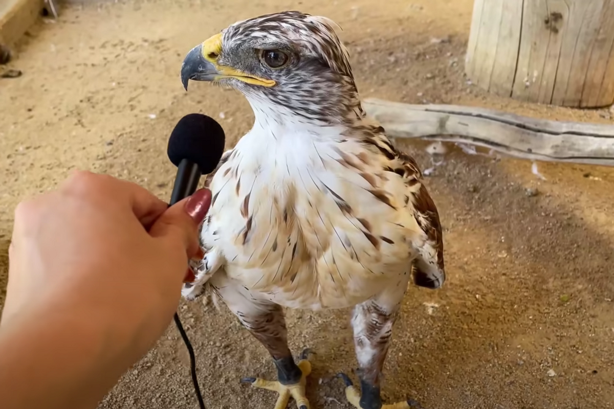 ​I interviewed animals with a tiny mic again - Maya's Youtube Channel