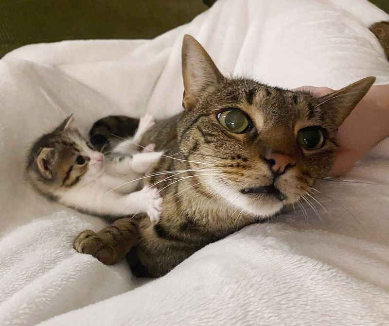 kitten snuggling cat