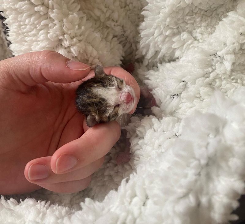 orphan preemie kitten