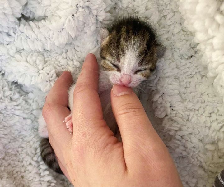 tiny kitten newborn