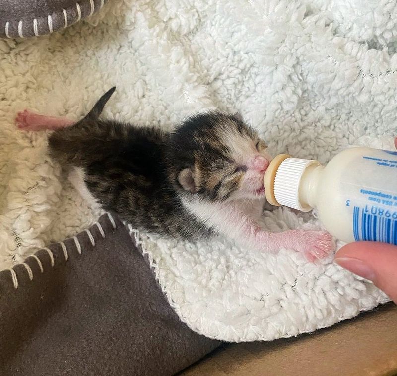 kitten feeding bottle