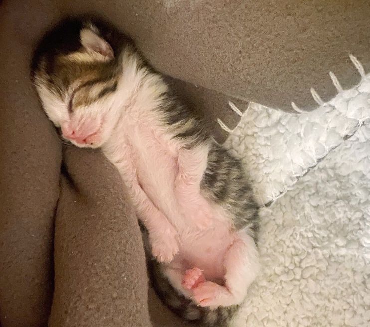 Kitten Left Behind on a Stoop After Birth Fights Her Way Back, Now Has Cats  to Dote on Her All Day - Love Meow
