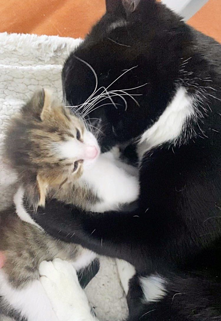 cat hugs kitten