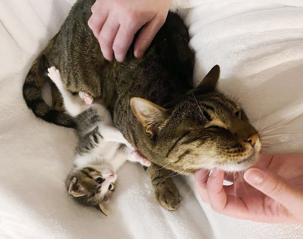 kitten snuggling cat