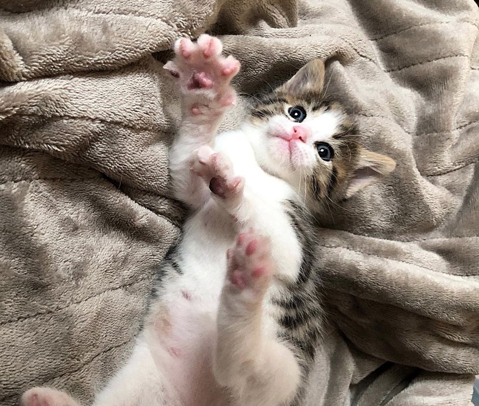 kitten paws playful