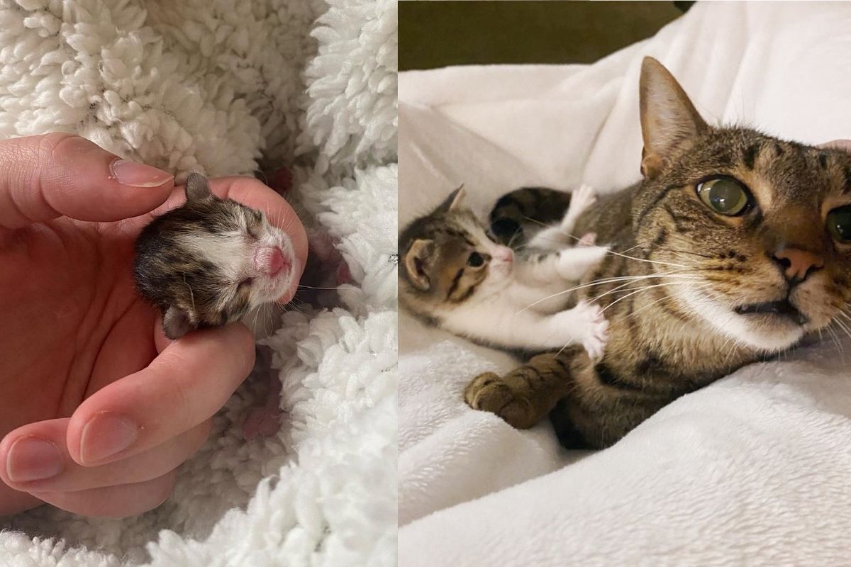 Kitten Left Behind on a Stoop After Birth Fights Her Way Back, Now Has Cats to Dote on Her All Day