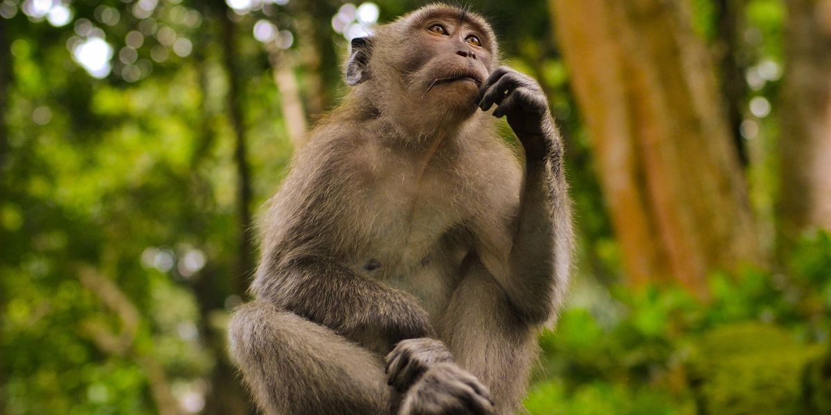 A monkey sits in deep thought