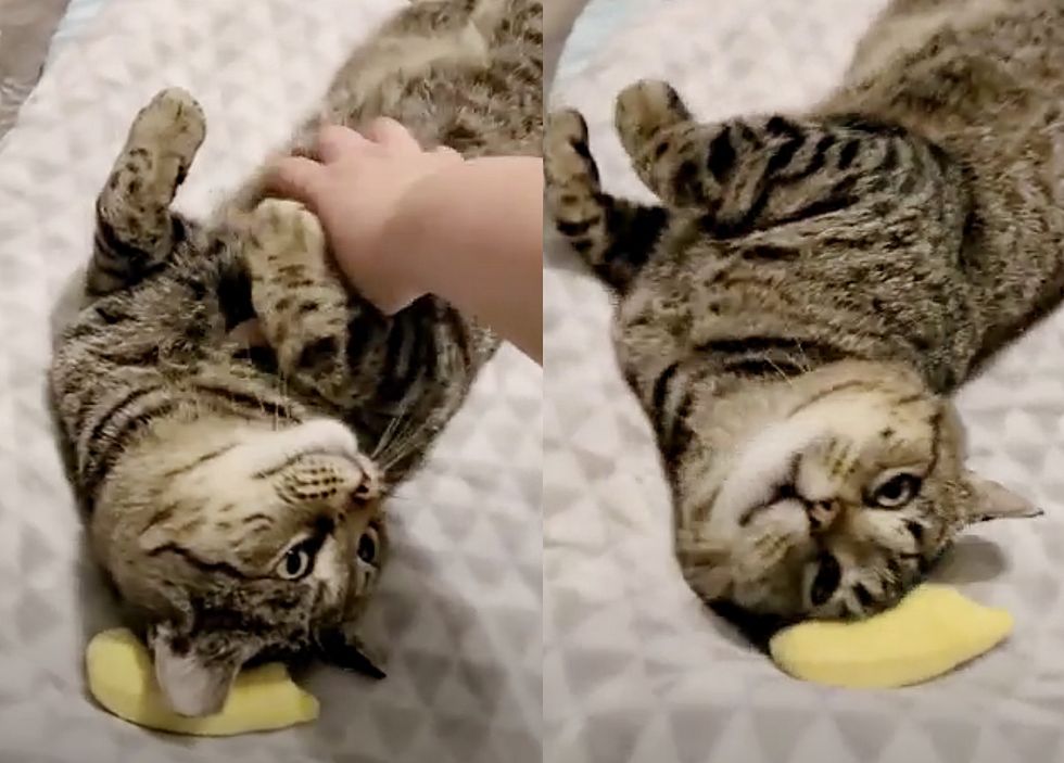 Stroking the belly of a tabby cat