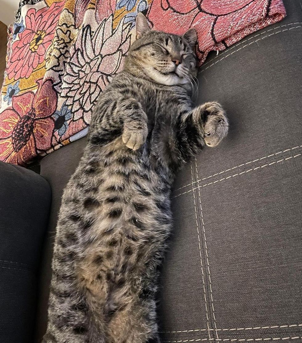 cat sleeping with a happy smile