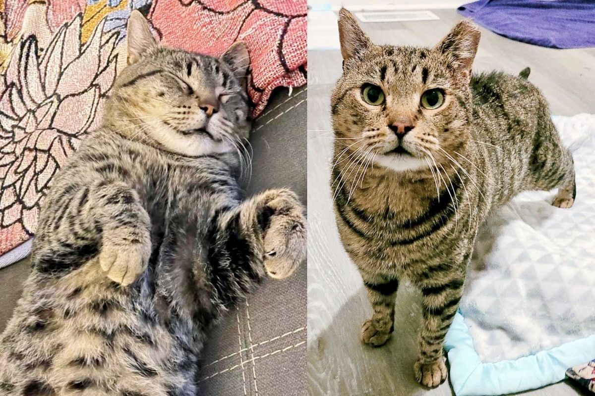 Cat Beams with Joy When He's off the Streets for Good after Years of Seeking Safety