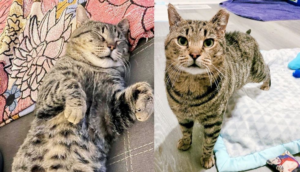 Cat Beams with Joy When He's off the Streets for Good after Years of Seeking Safety