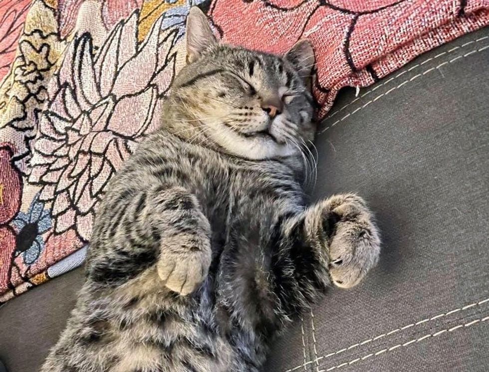 tabby cat sleeping smile