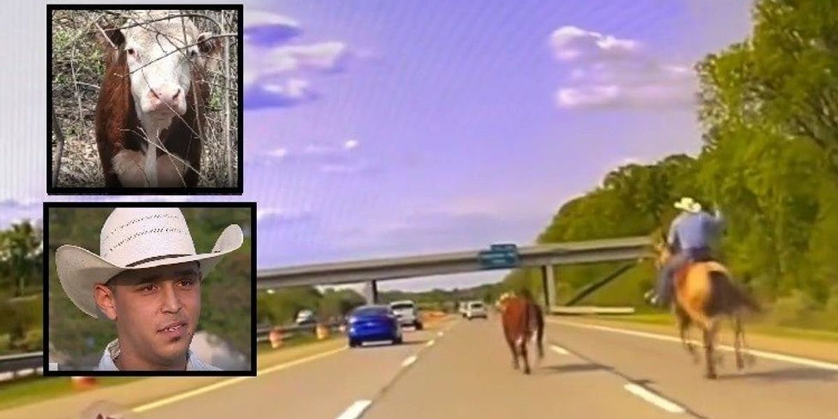 NextImg:Cowboy on horseback wrangles runaway cow on busy Michigan highway