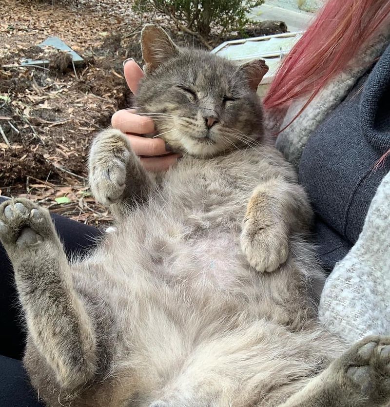 stray cat lap snuggles