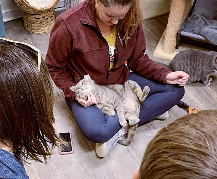 lap cat happy chester