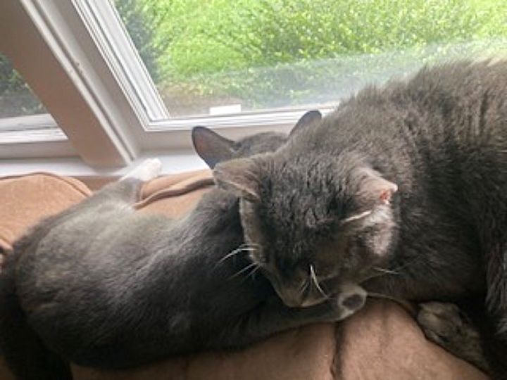 cats snuggling