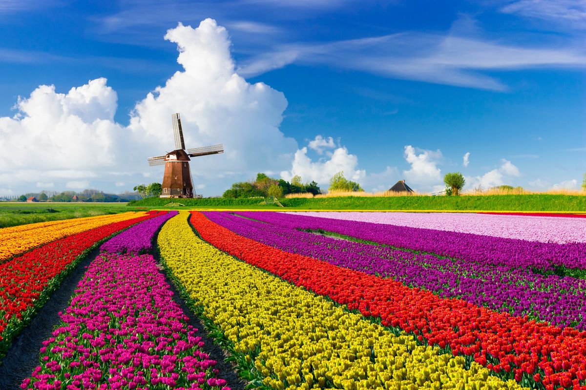 «Boom di fiori olandesi a basso costo ma nei giardini si fa ancora cultura»