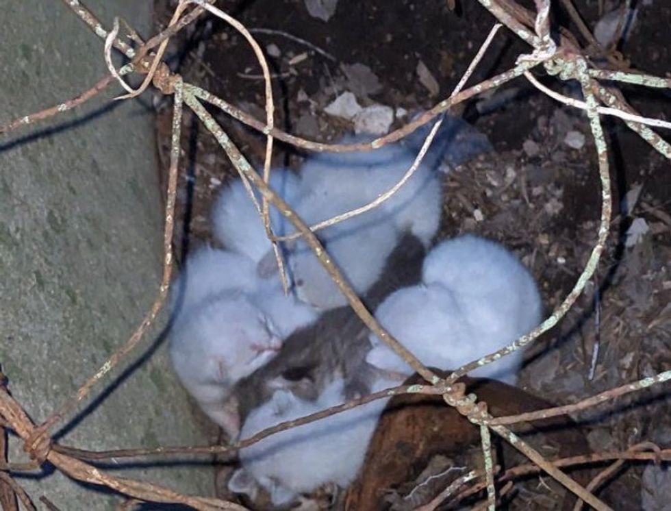 kittens newborn successful  yard