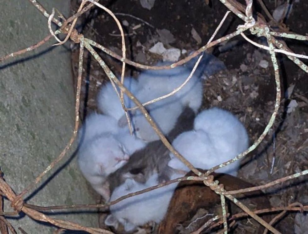 newborn kitten in the garden