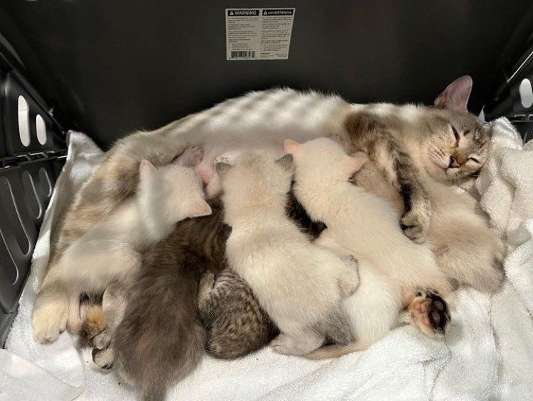 cat mom nursing kittens