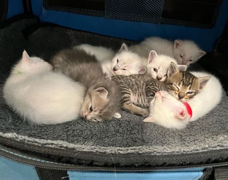 cuddle puddle kittens