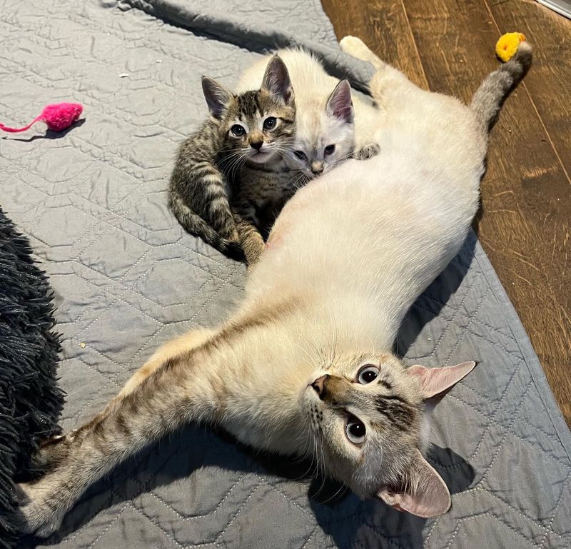 cat mom nursing kittens