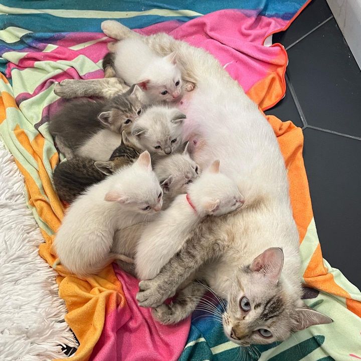 cat mom nursing kittens