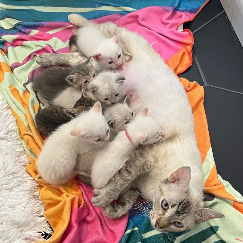 cat mom nursing kittens