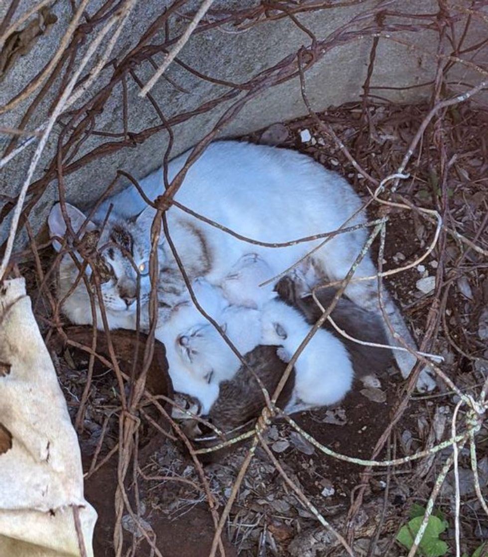 stray cat nursing kittens