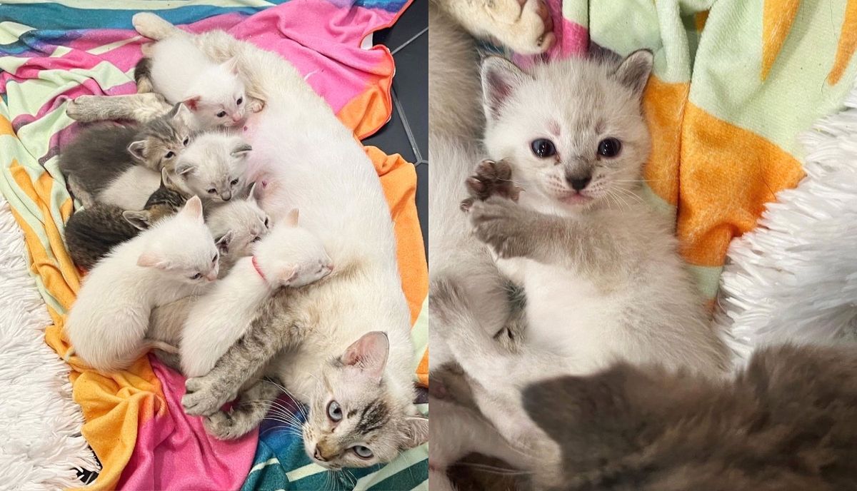 Chirpy Cat Shows Up at a Property But Before Anyone Can Get Her Help They Discover Kittens in the Yard