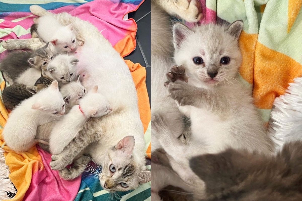 Chirpy Cat Shows Up at a Property But Before Anyone Can Get Her Help They Discover Kittens in the Yard