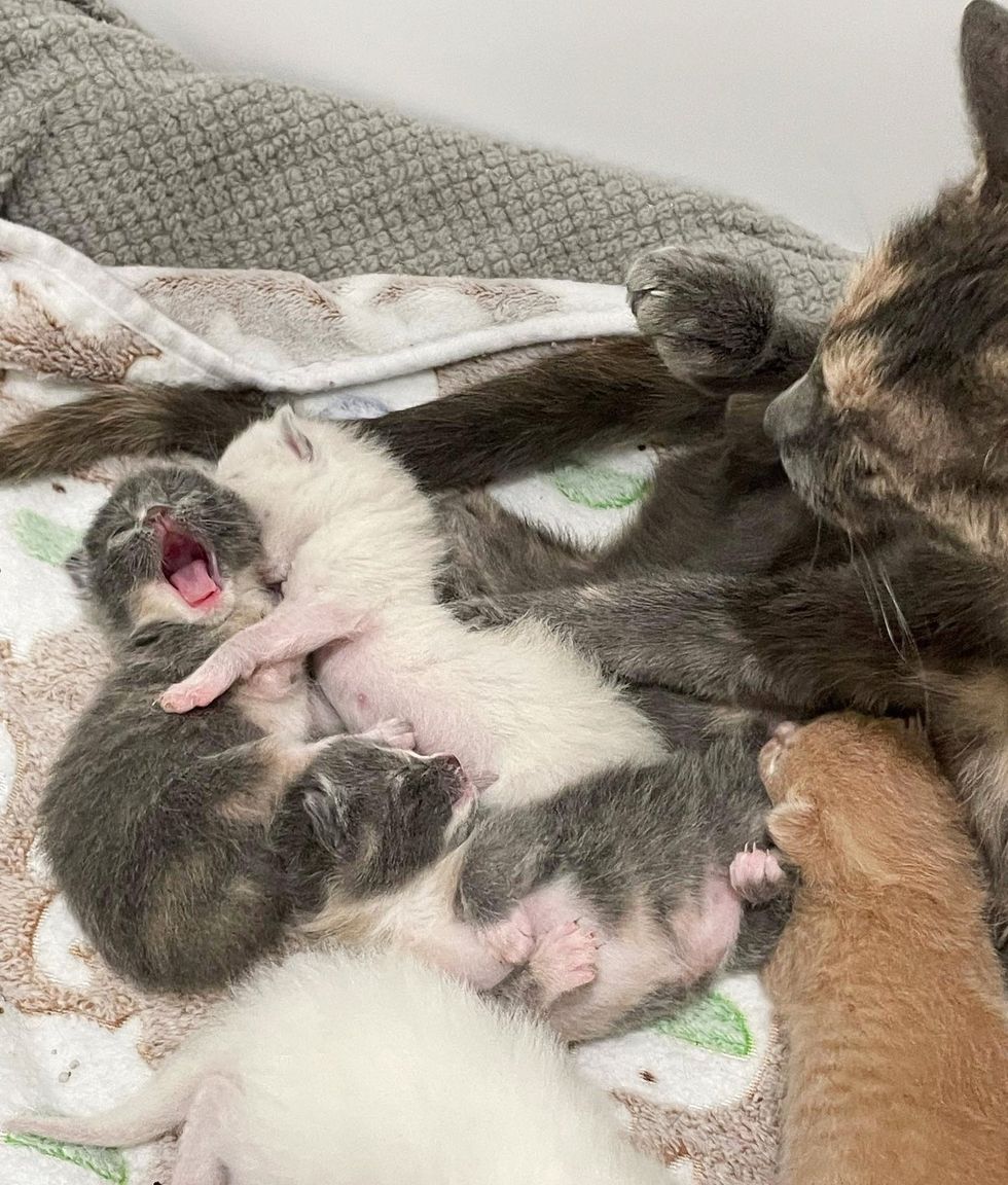 cat mother crying kittens
