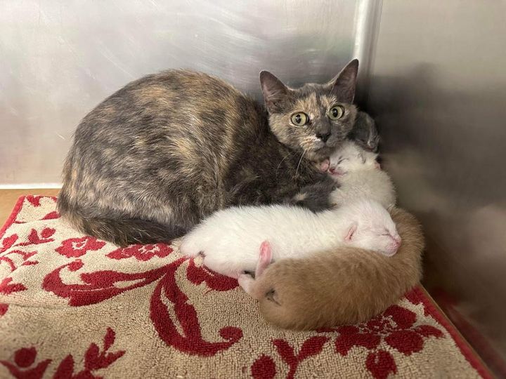 cat mom kittens