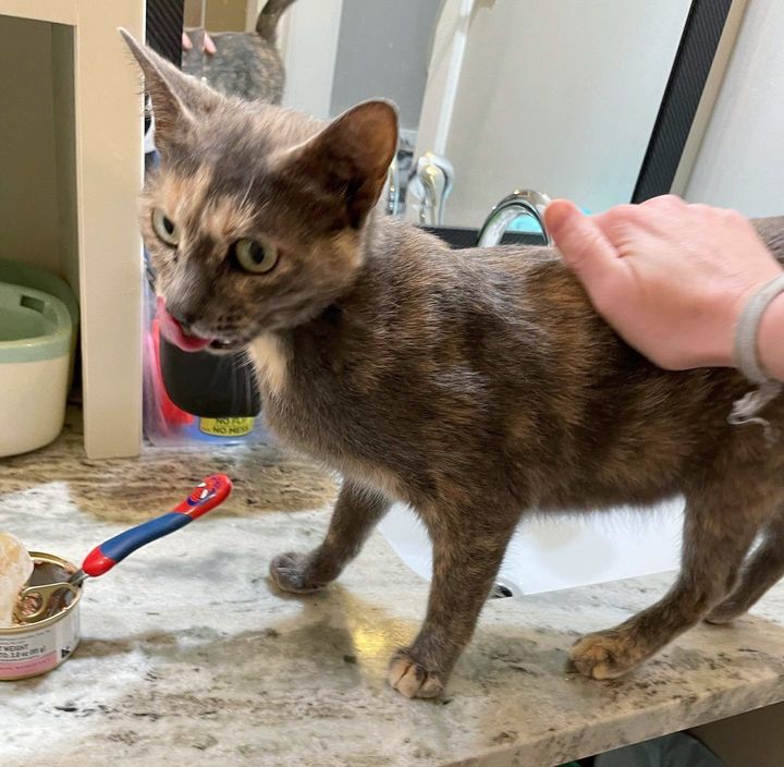 sweet tortie cat