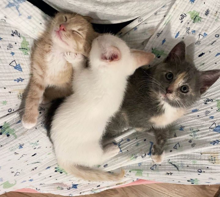 snuggly lap kittens