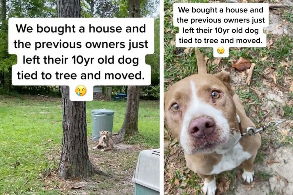 Couple buys new house and finds abandoned dog tied to a tree by the old homeowners
