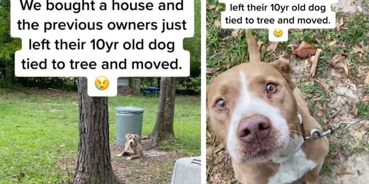 Couple buys new house and finds abandoned dog tied to a tree by the old homeowners