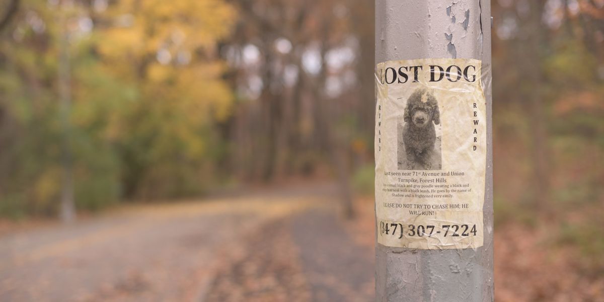 Lost Dog poster on a pole