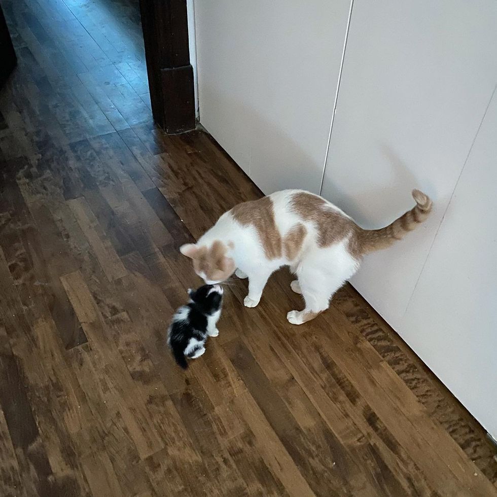 kitten meets cat