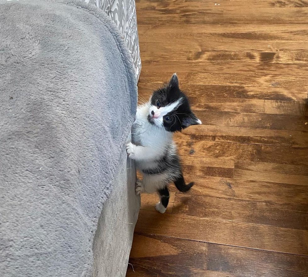 adorable kitten seeking attention