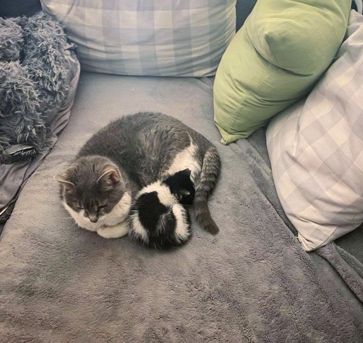 snuggly cat kitten friends