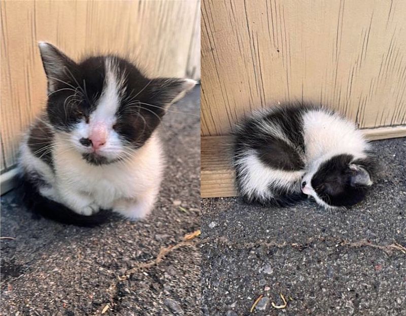 feral kitten tiny