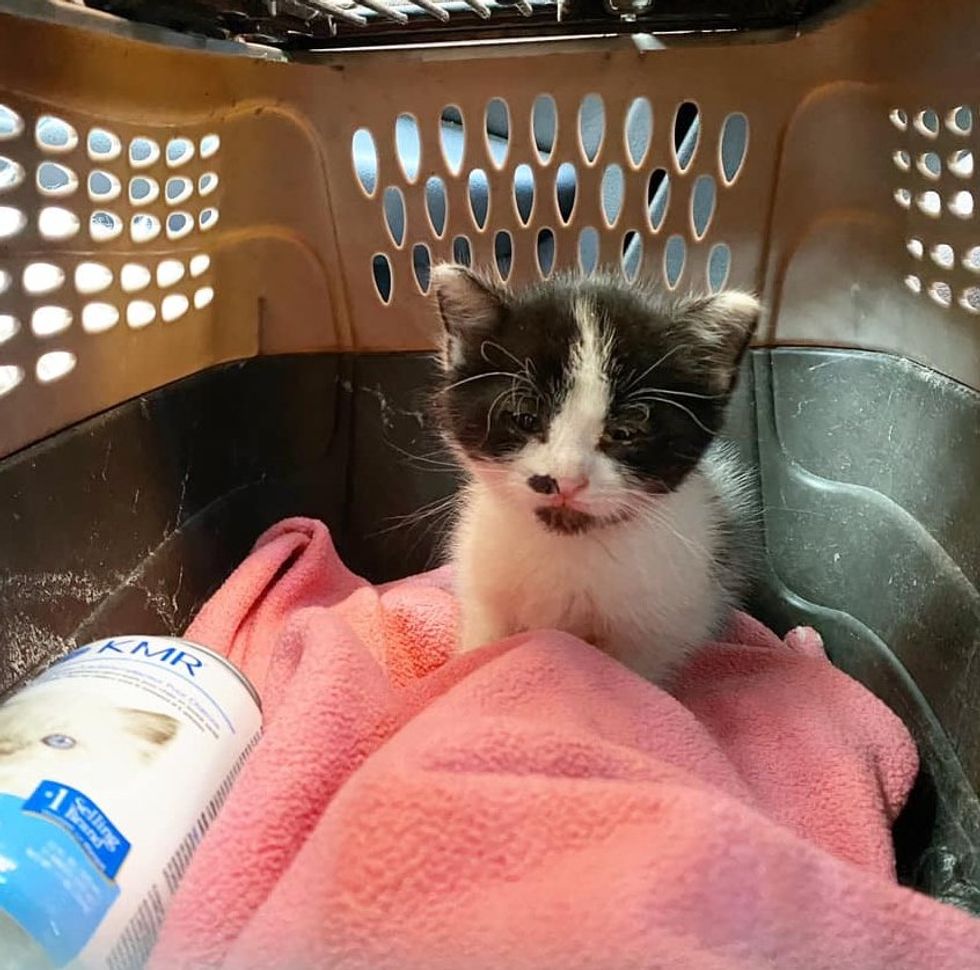 kitten rescued carrier