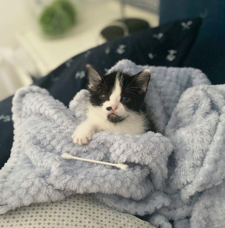 kitten blanket tiny