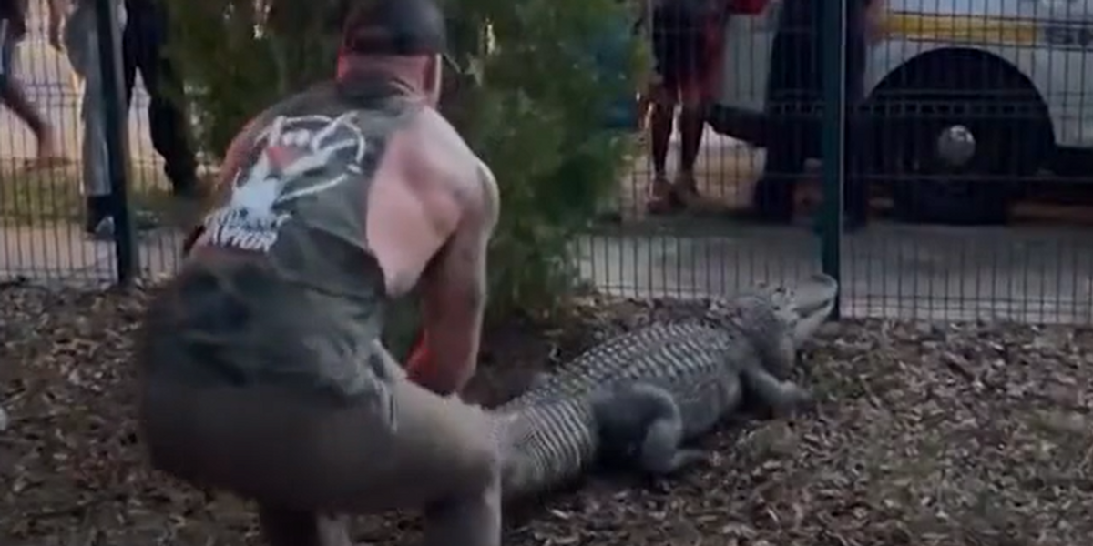NextImg:'I felt like Batman': Video shows MMA fighter, Marine veteran wrestling aggressive alligator at Florida elementary school