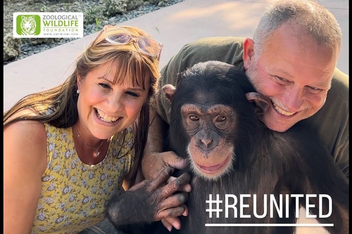 chimpanzee rescue; chimp reunited; wildlife conservation; wildlife rehabilitation