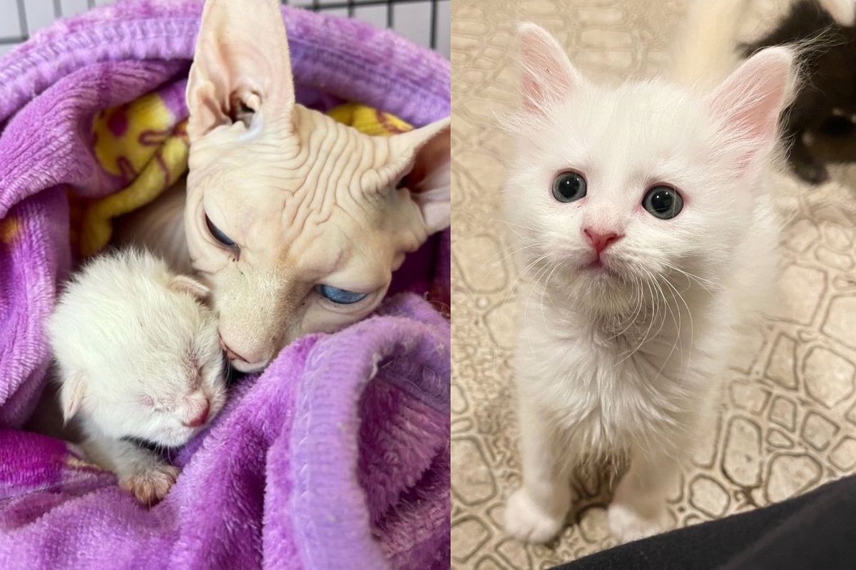 Cat Comes to a Rescue with One Kitten, Stuns Everyone with a Second then Sneaks into Nursery to Adopt 2 More